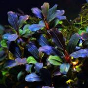 Bucephalandra1.jpg