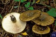 Lactarius-necator-01.jpg