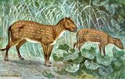 Hyracotherium_Eohippus_hharder.jpg