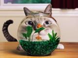 Cats_Goldfish_Fish_Tank_Eyes_Green_Grass.jpg